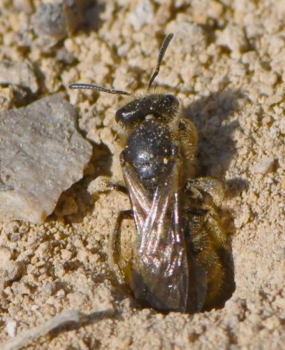 Lasioglossum sp.